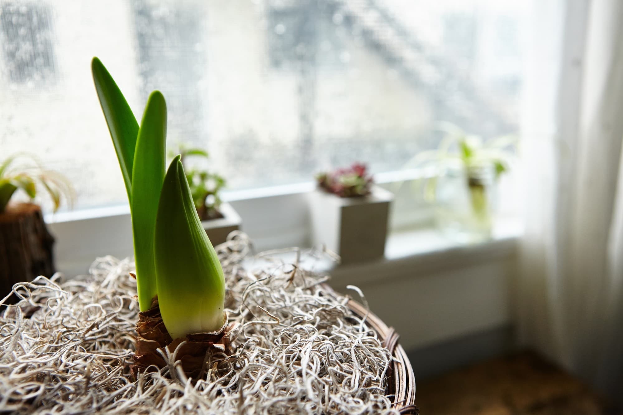 Founder with basil plant on windowsill