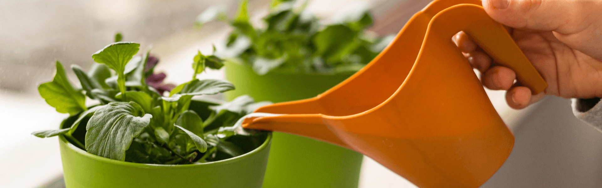 Breathing Walls: Creating Vertical Gardens That Actually Thrive