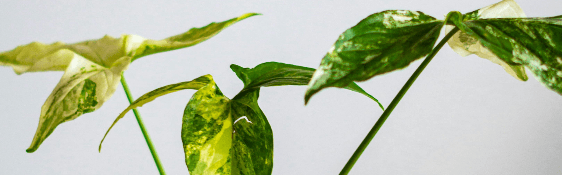 The Art of Morning Light: How Plants Transform Small Spaces